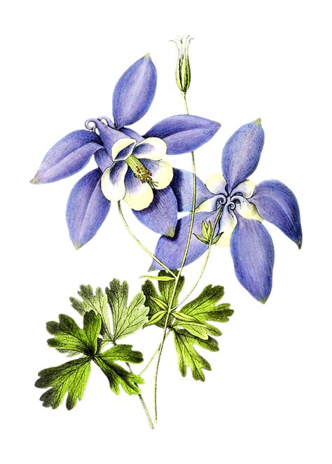 Download Colorado Blue Columbine Flower Flora Royalty Free Stock