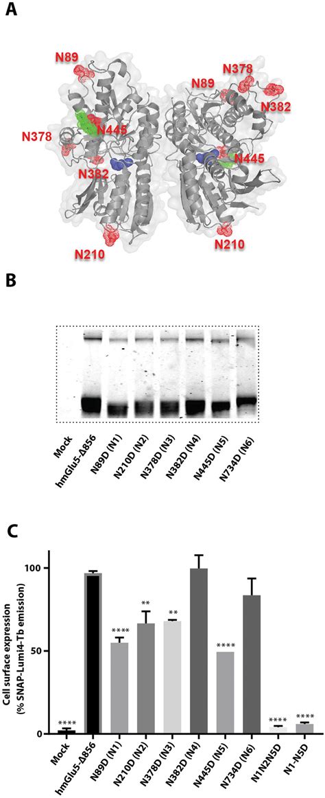 Characterization Of The Snap Mglu 5 ∆856 N Glycosylation Profile In Download Scientific Diagram