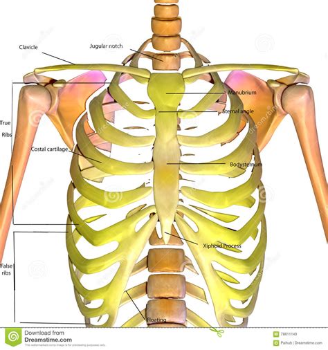 The liver is right under the right ribcage and it could give you pain (chronic alcoholism with liver cirrhosis etc.). 3d Rendered Illustration Of A Human Body Ribs Stock ...