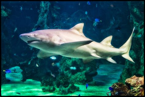 White Shark Sydney Aquarium Flickr Photo Sharing