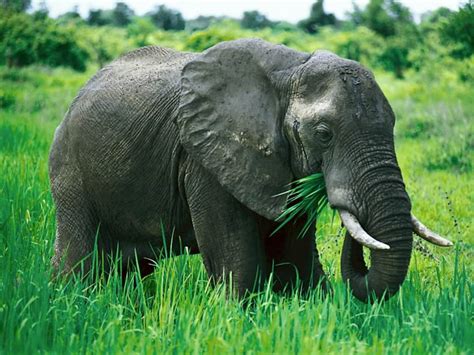Elefante Características Hábitat Especies Alimentación Y Su Peso
