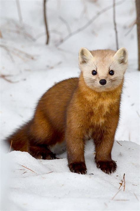 Pine Martens During The Winter In Algonquin Provincial Park