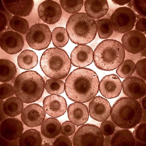 Afbeeldingsresultaat Voor Microscopic Human Skin Cells Things Under A