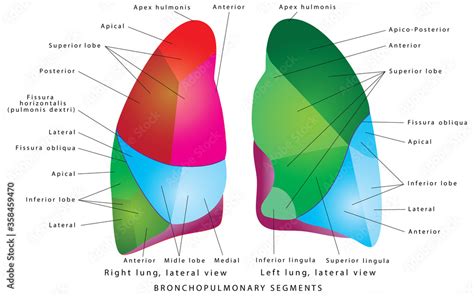 The Segments Of Lung The Segments Of Lung Bronchopulmonary Segments