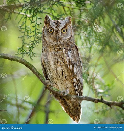 Scops Owl Sitting In A Tree On A Beautiful Green Background Stock Image