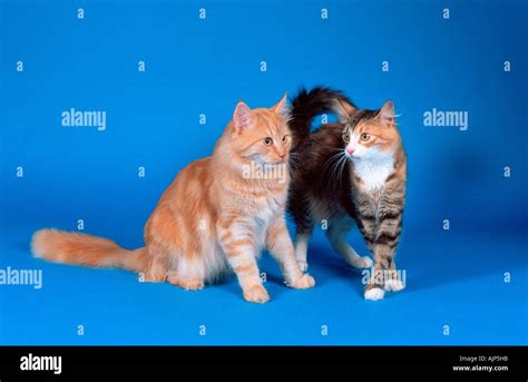 Norwegian Forest Cats Black Tabby Tortie White And Red Silver Classic