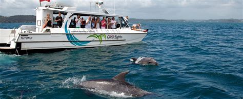 Fullers Great Sights Swim With Dolphins Bay Of Islands 14 Must Do New