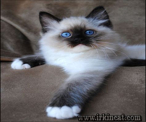 The mission of fostercat inc. How to Choose Ragdoll Kittens For Sale Near Me | irkincat.com