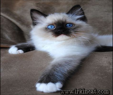 Get a ragdoll, bengal, siamese and this kitten come from a manx mother. How to Choose Ragdoll Kittens For Sale Near Me | irkincat.com
