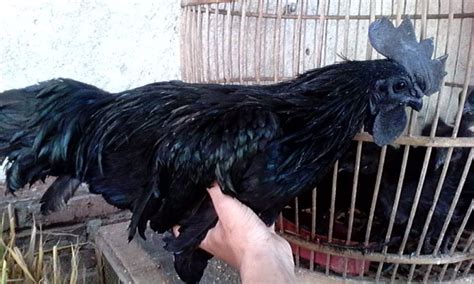 Mitos & Fakta Unik Ayam Lokal Hitam Cemani Dalam Dunia Ritual / Mistis