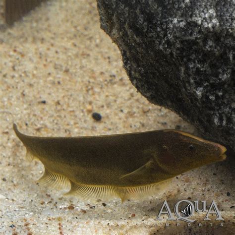 Brown Ghost Knifefish Apteronotus Leptorhynchus Aqua Imports