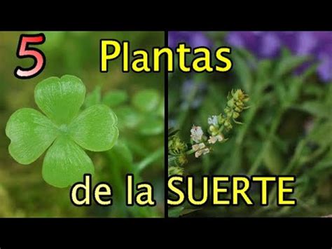 Plantas De La Suerte Que Necesitas Mundo M Gico Youtube