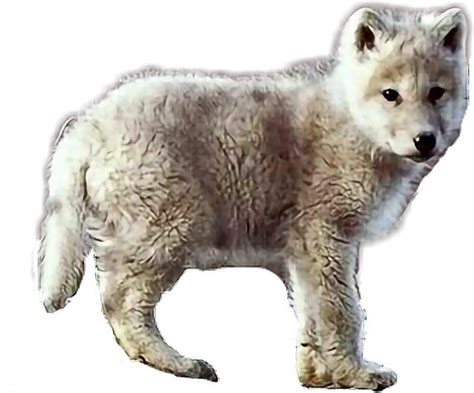 Baby Wolf Cartoon Png