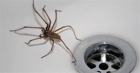 The spider that is coming into houses at the moment is the house spider and it is one of britain's biggest spiders. Sex starved spiders are invading Irish homes and it's ...