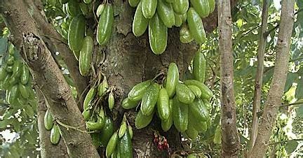 The hazelnut bush is also easily pruned to form a hedge or serve as a foundation planting. Pickles don't grow on trees!