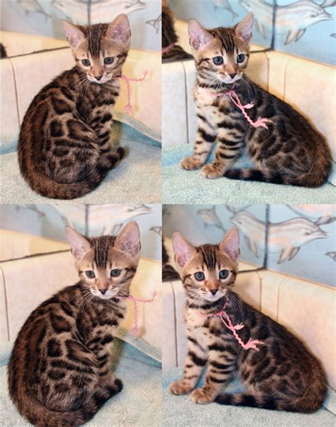 San diego bengals direct prides itself on the socialization of its litters. Bengal Kittens For Sale San Diego Bengals