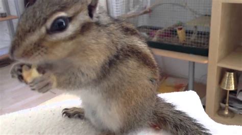 Maybe you would like to learn more about one of these? Pet chipmunk eating a nut! - YouTube