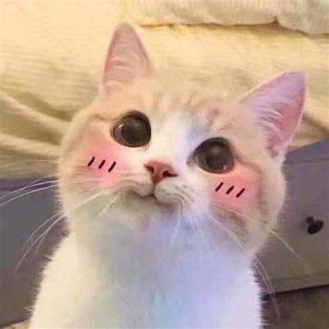 Pin By Zeallygood On Cute Cute Cat Memes Cute Cats Cute Animals