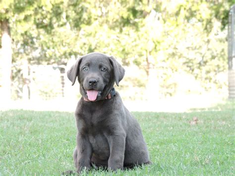 Puppies grow faster, and it is also the stage that they need to supply themselves with nutrients that. Silver Lab Puppies for Sale - 9-25-2019 - Silver Labs for ...