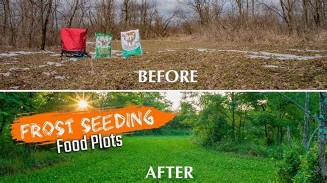 Frost Seeding Food Plots For Whitetail Youtube