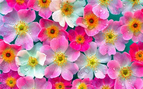 Unduh 81 Gambar Wallpaper Bunga Cantik Hd Hosting Merah Putih