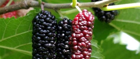 Check spelling or type a new query. Berries That Grow On Trees - The 6 Most Popular Berry Trees