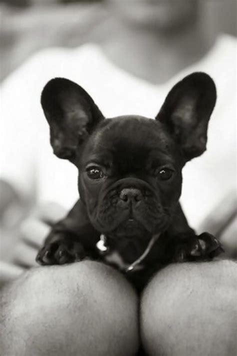 I have 4 adorable french bulldog puppies available. 169 best French Bulldogs images on Pinterest | Baby ...