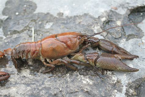 Survival Scenario Snacks Bugs And Crustaceans Outdoorhub