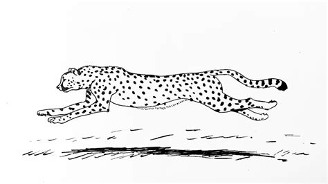 How To Draw A Cheetah Running Step By Step Youtube