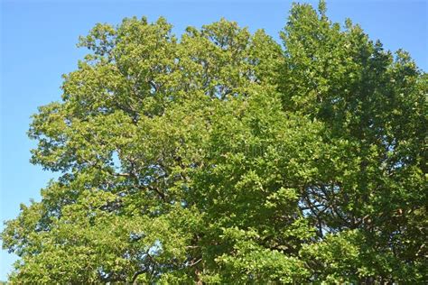 Big Oak Tree At Summer Season At Sunny Day Stock Image Image Of