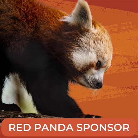 Red Panda Sponsor Lake Superior Zoo