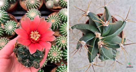 La Guía Definitiva Para Diferenciar Cactus Suculentas Y Crasas