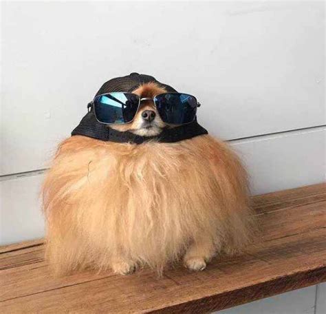 Cool Dog Trenduso Dog Cool Dogs Doggy Cute Adorable