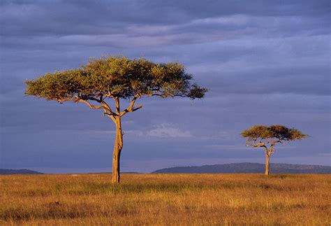 Acacia Trees On Savanna At Sunset Photograph By Nhpa Pixels