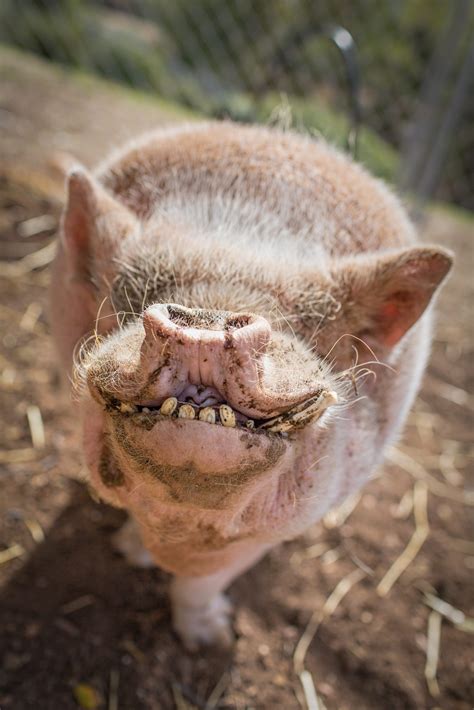 Who Could Not Love This Face A Smiling Pig Hart Song Ranch