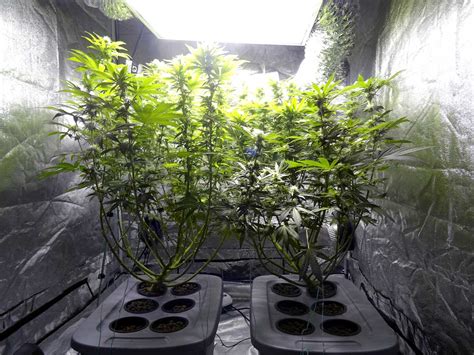 Week By Week Cannabis Flowering Stage Timeline Grow Weed Easy
