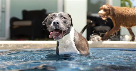 Dog Pool Safety Tips For Summer Woodfield Outdoors