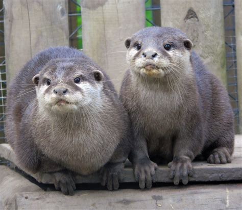Asian Short Clawed Otter Animal Experiences At Wingham Wildlife Park