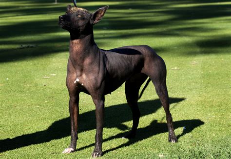 Xoloitzcuintli Breed Profiles The Mexican Hairless Dogs Pets Lover Blog