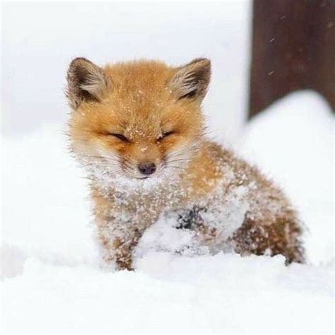 I Always Love How Foxes Look Like Theyre Smiling Cute