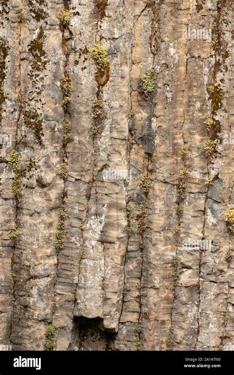 Columnar Basalt From Warm Springs Falls Trail Umpqua National Forest