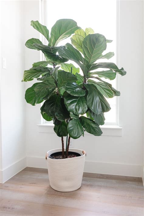 3 Proven Fiddle Leaf Fig Care Tips For The Best Growth Color And Chic