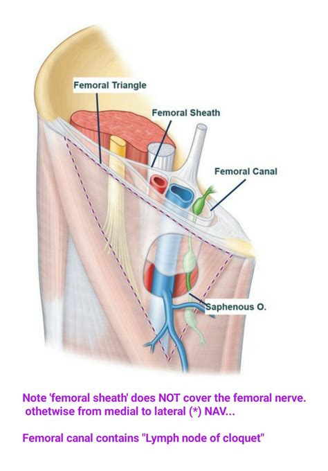Femoral Sheath And Canal Correction From Lateral To Medial Nerve To Pectineus