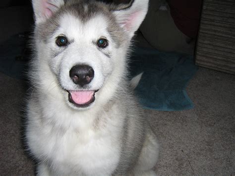 Submitted 6 days ago by adaberny. Alaskan Malamute Names at DogNamed.com