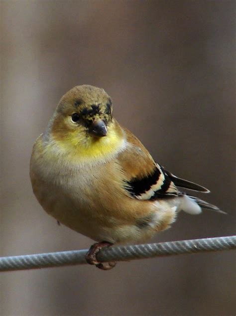 Fileamerican Goldfinch Winter F Wikimedia Commons