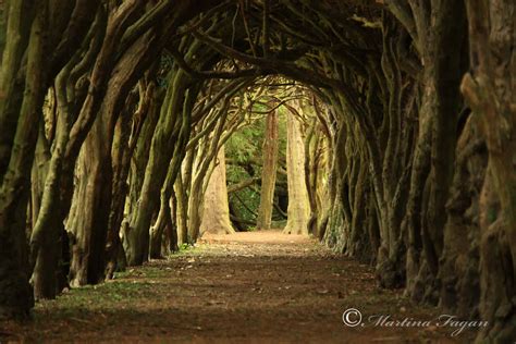 Top 10 Worlds Most Magical Tree Tunnels To Wander Through Placeaholic
