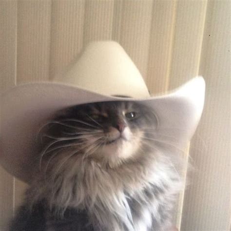 Image Result For Cats In Cowboy Hats Funny Cat Memes Funny Animal Pictures Funny Animal Memes