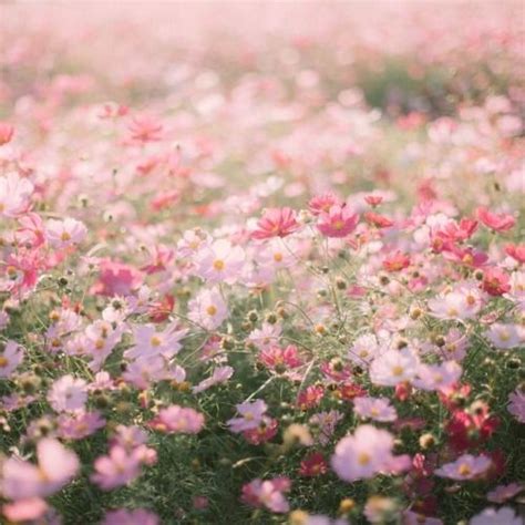 Here is a collection of flower names sorted by color. cottagecore flower field | Flower aesthetic, Flower field ...