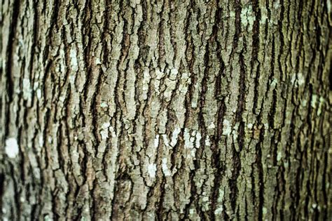 Maple Tree Bark Alpine Tree Care