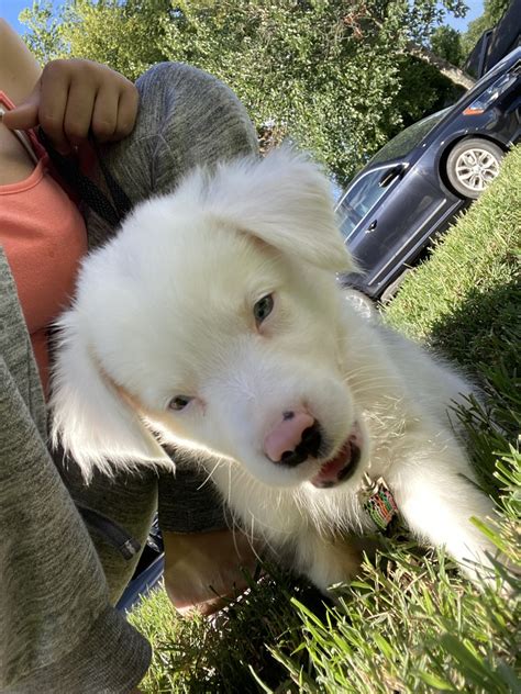 If you are looking to adopt or buy a aussie take a look here! Miniature Australian Shepherd Puppies For Sale | Gallatin, TN #335015